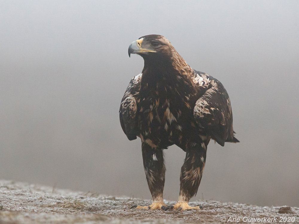 Spaanse Keizerarend - Spanish Imperial Eagle - Aquila adalberti