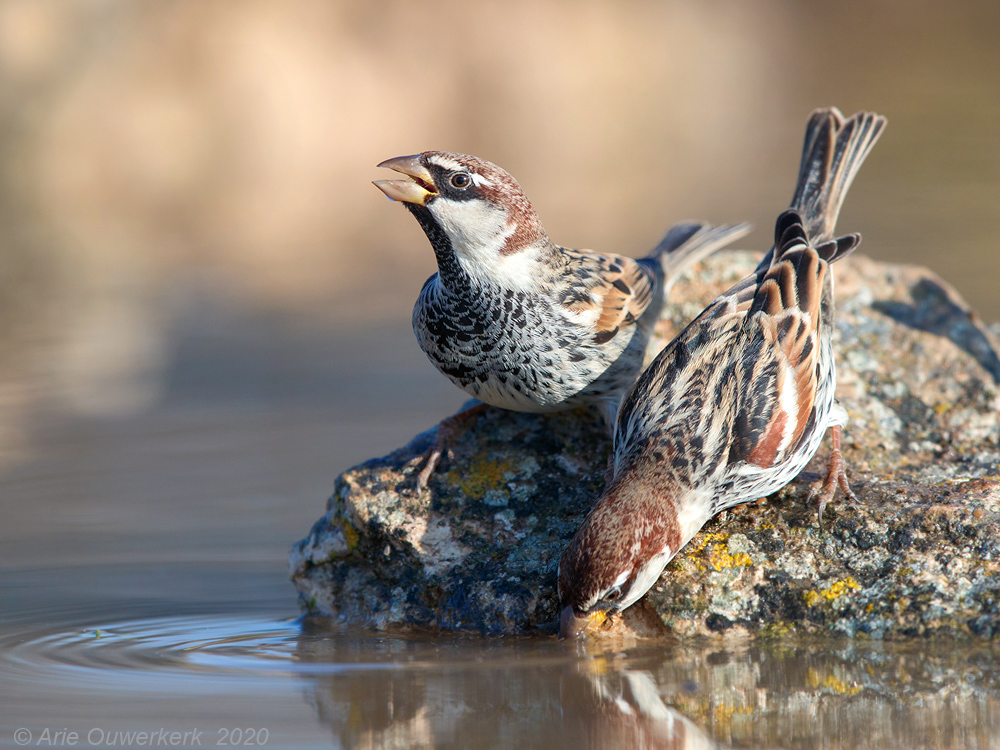 Spaanse Mus - Spanish Sparrow - Passer hispaniolensis