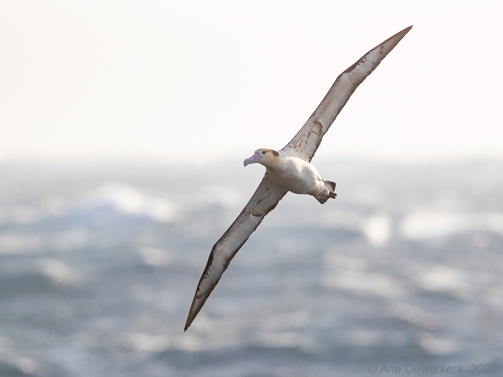 Stellers Albatros - Short-tailed Albatross - Phoebastria albatrus