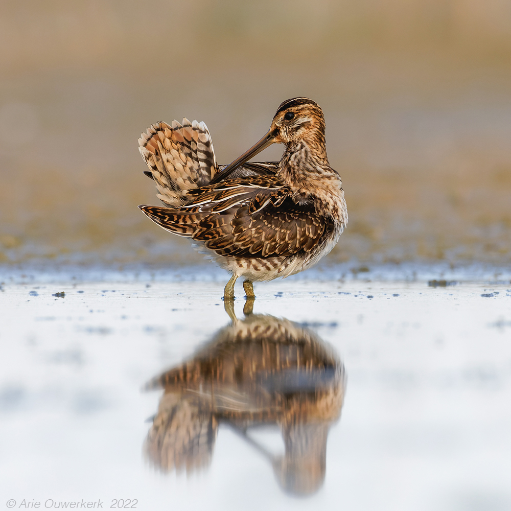 Watersnip - Common Snipe - Gallinago gallinago