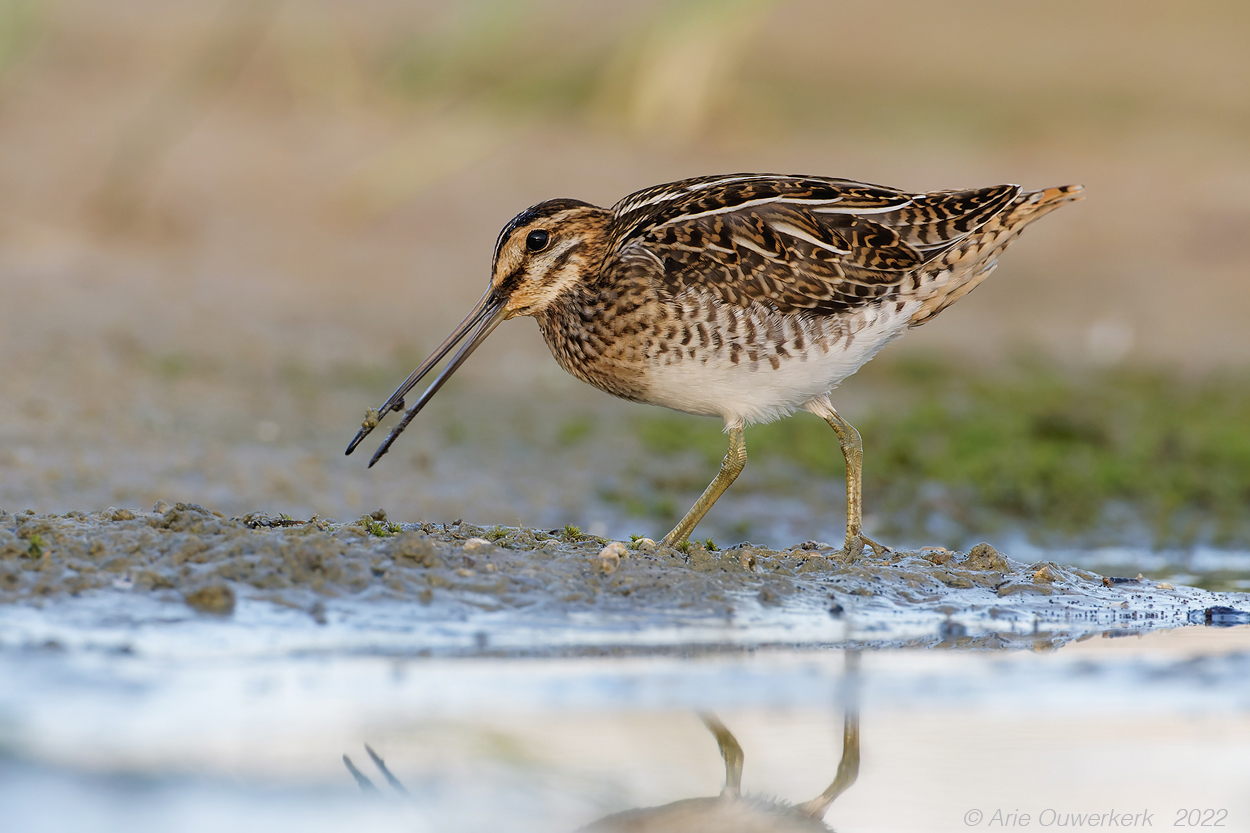 Watersnip - Common Snipe - Gallinago gallinago