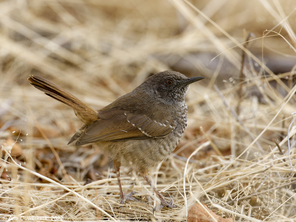 Barred Wren-warbler - Gebandeerde Savannezanger - Calamonastes fasciolatus