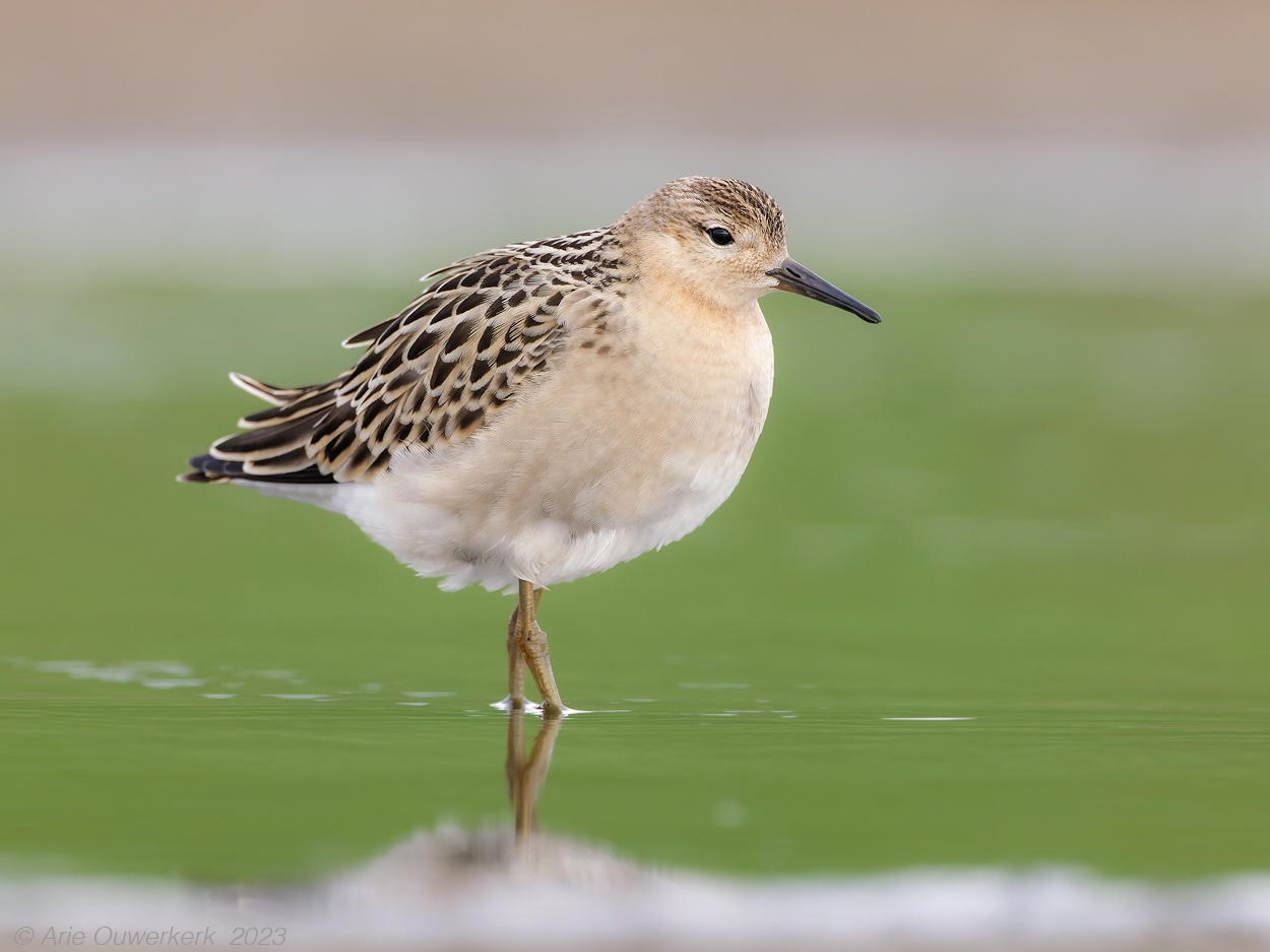 Kemphaan - Ruff - Philomachus pugnax