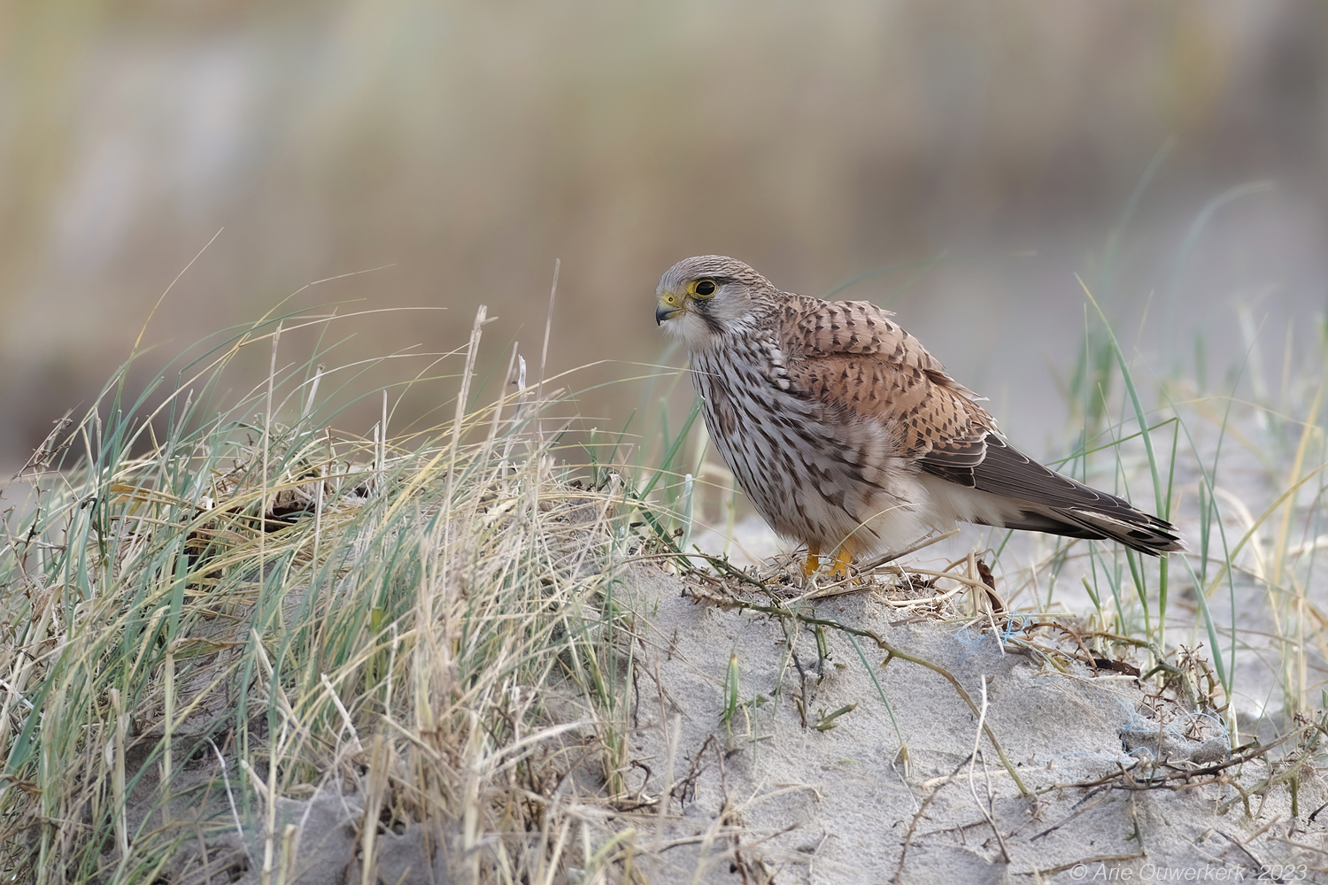 Torenvalk - Common Kestrel - Falco tinnunculus