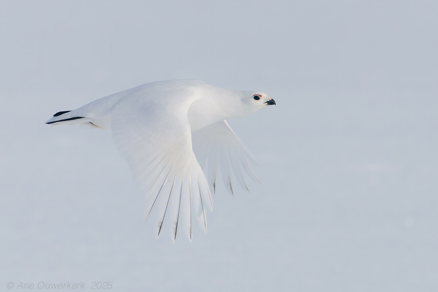 Moerassneeuwhoen - Willow Ptarmigan - Lagopus lagopus