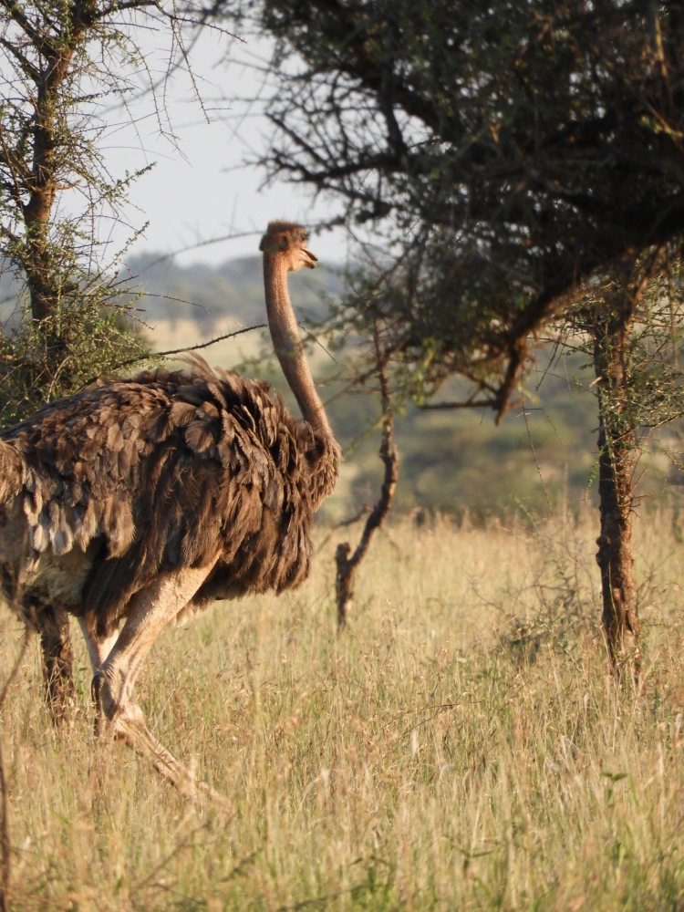 Barrett20190301_1815_01Ostrich.JPG