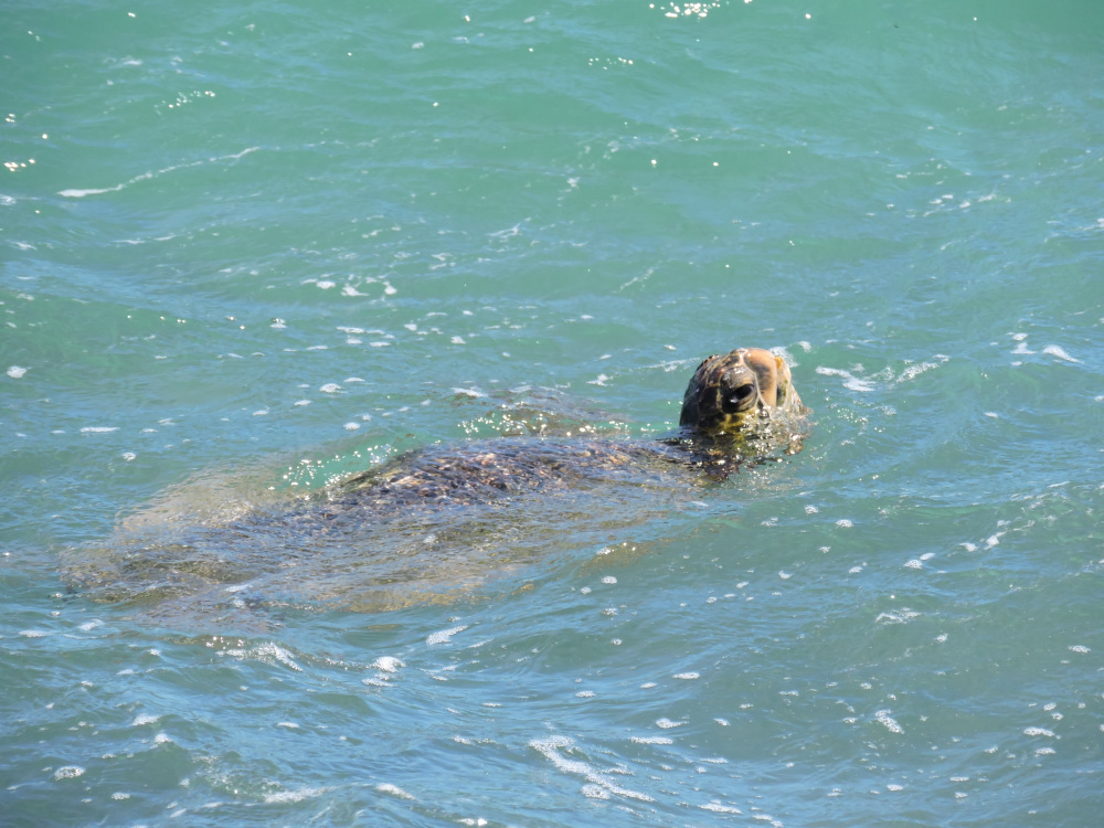 Barrett_DSCN2987_Green Sea Turtle.JPG