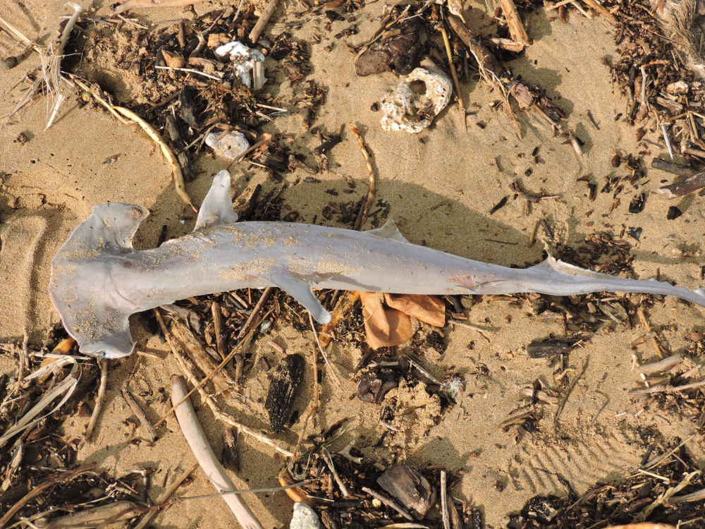 Barrett_DSCN3103_Scalloped Hammerhead Shark.JPG