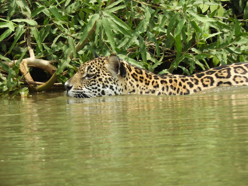 Barrett_DSCN4592_Jaguar.JPG
