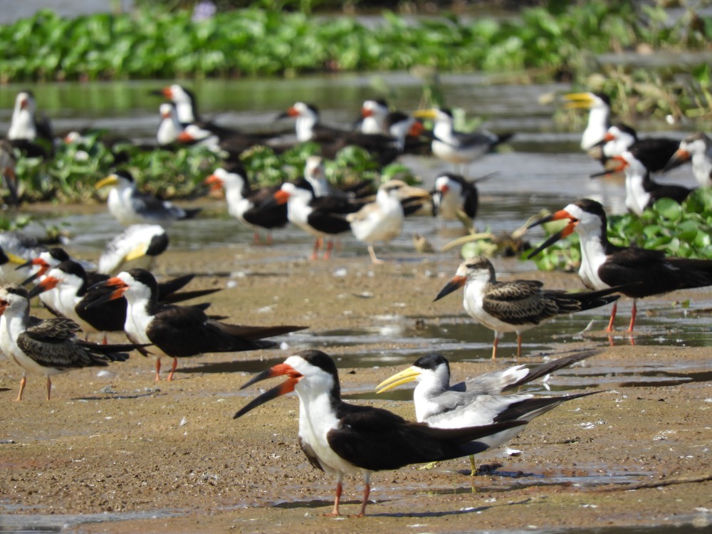 Barrett_DSCN4597_Black Skimmers and Large-billed Tern.JPG