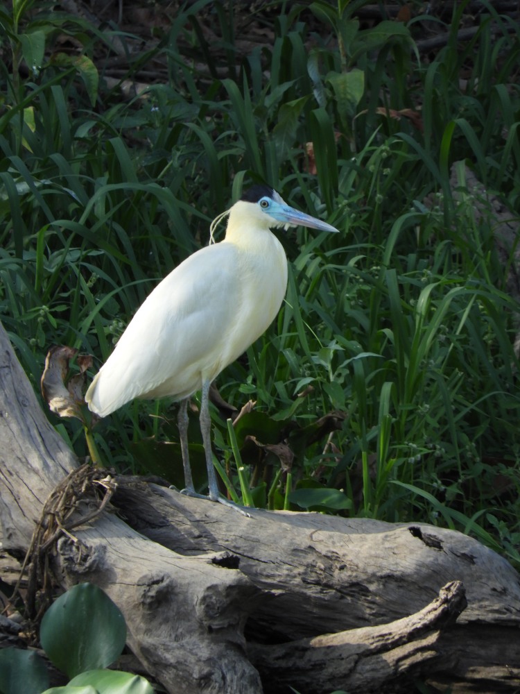 Barrett_DSCN4623_Capped Heron.JPG