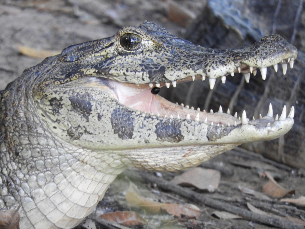 Barrett_DSCN4701_Yacare Caiman.JPG