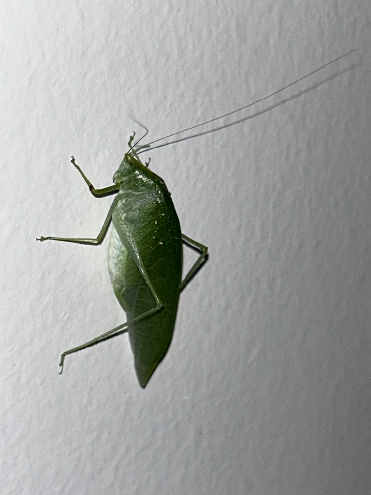 IMG_5324_Leaf Katydid sp.JPG