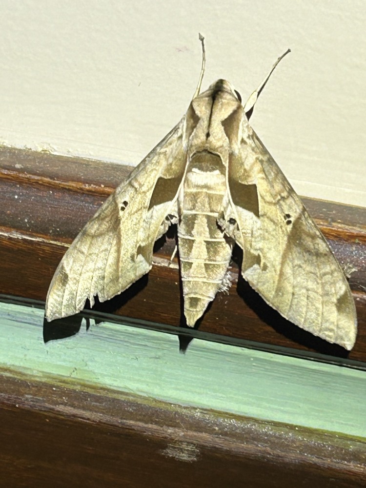 IMG_5570_Sphinx Moth sp.JPG