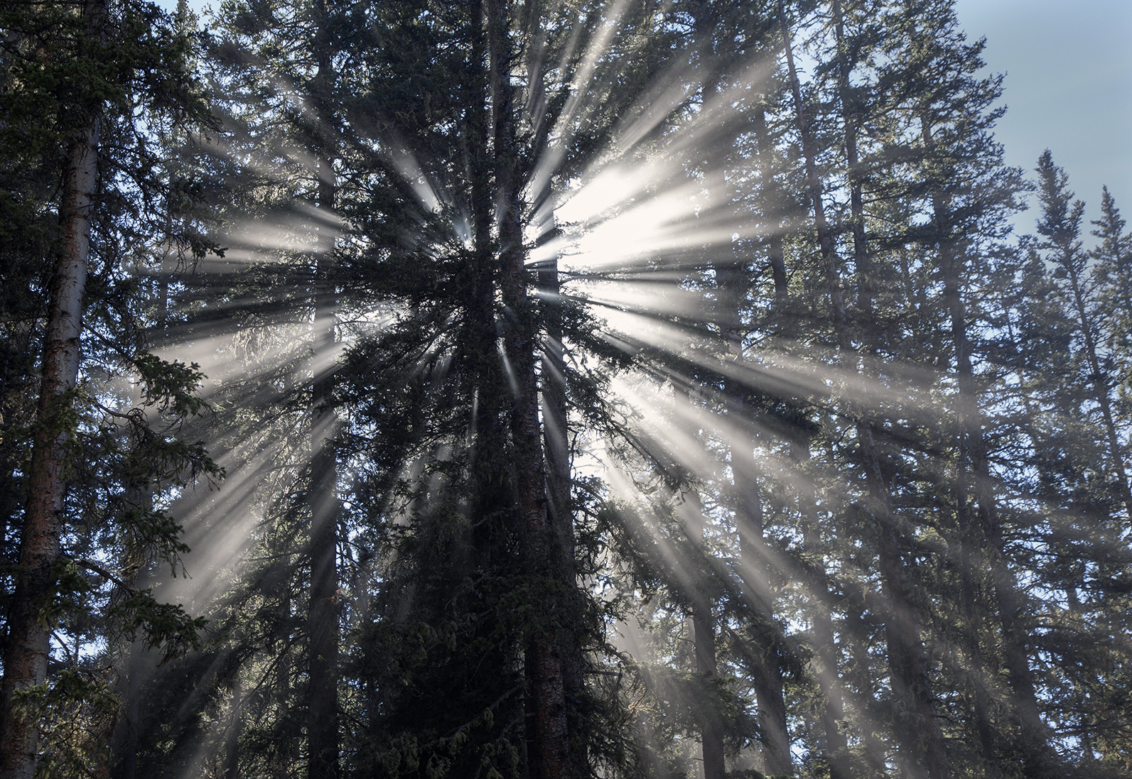 A Walk In The Woods, Enjoying The Light:  Near Ouray, Colorado