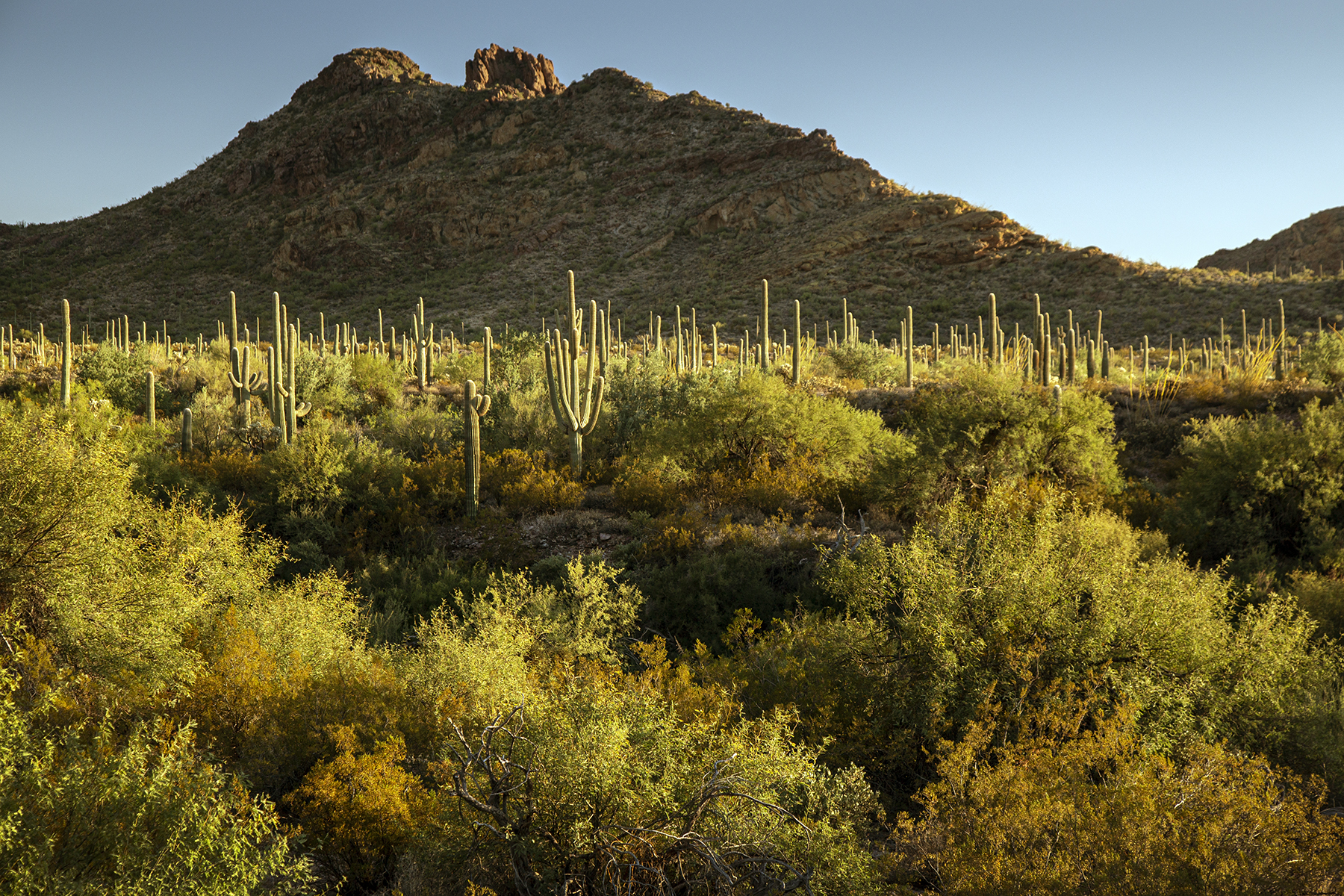 Late Light At Organ Pipe National Monument, Arizona