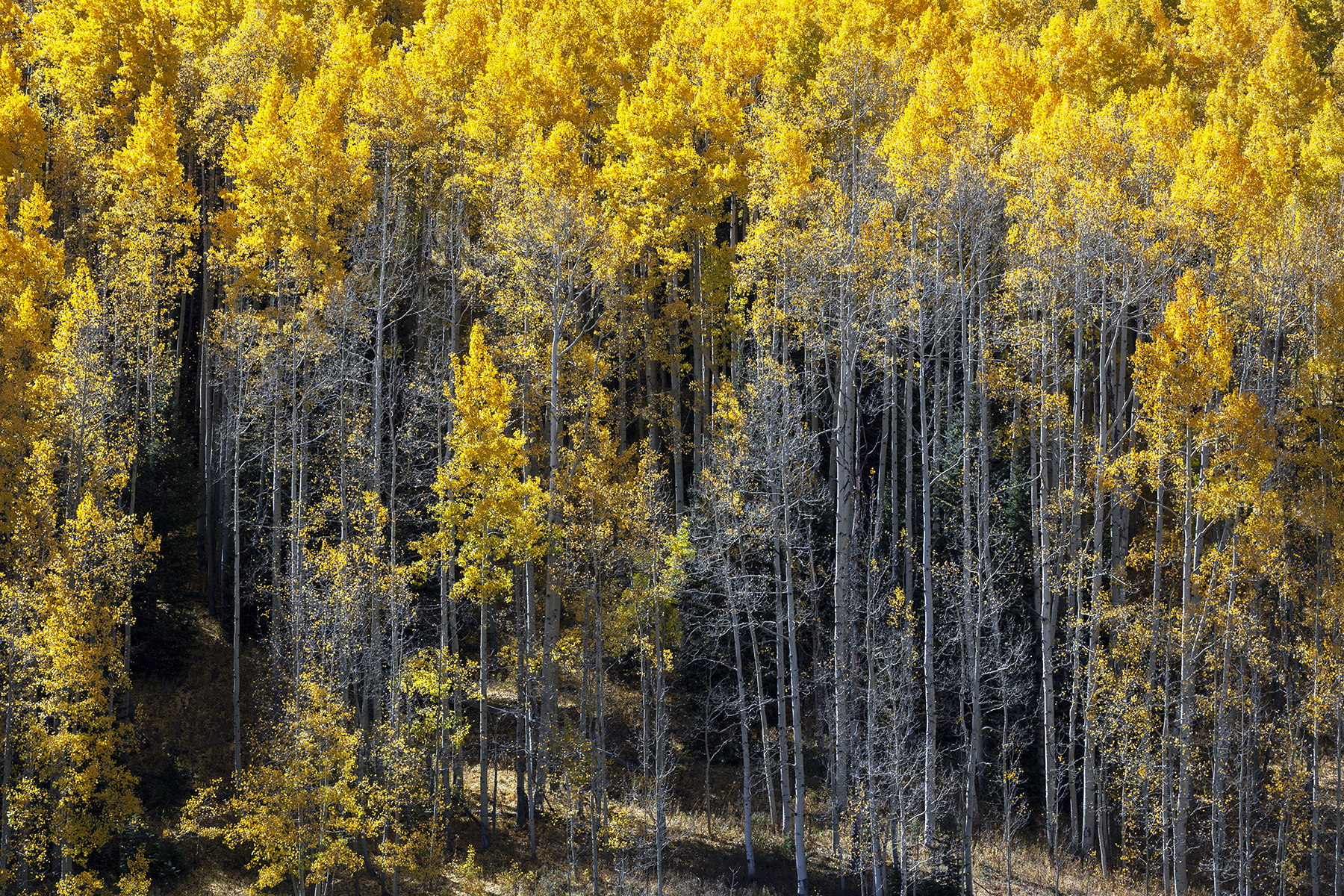 A San Juan Byway Fall Palette, Colorado