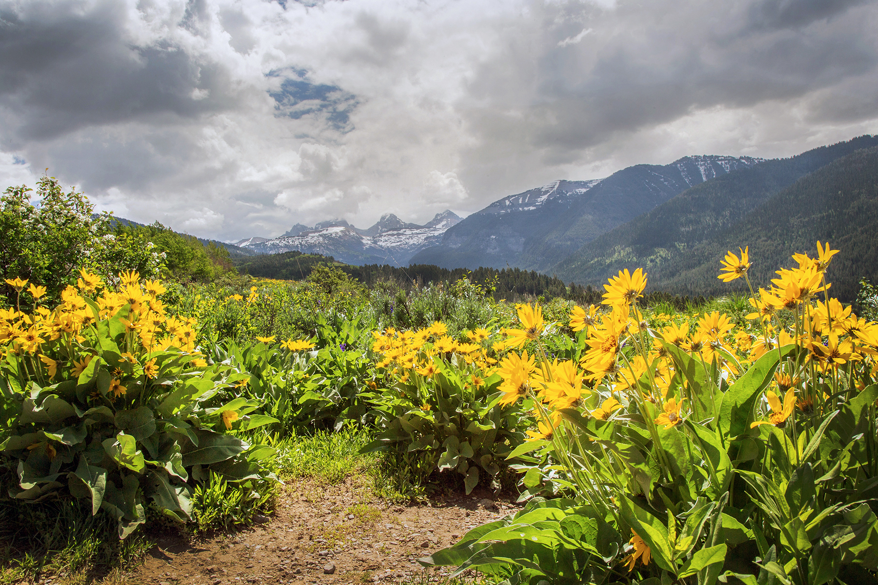Grand Tetons Looking East From The Grand Targhee