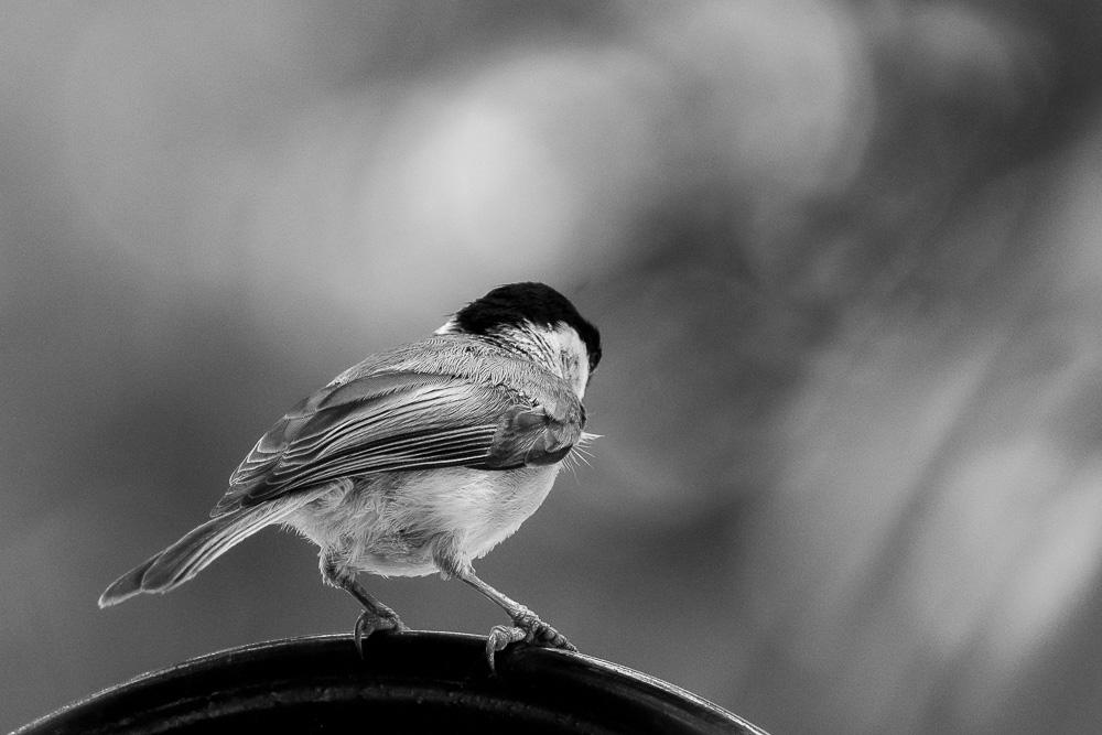 Chickadee