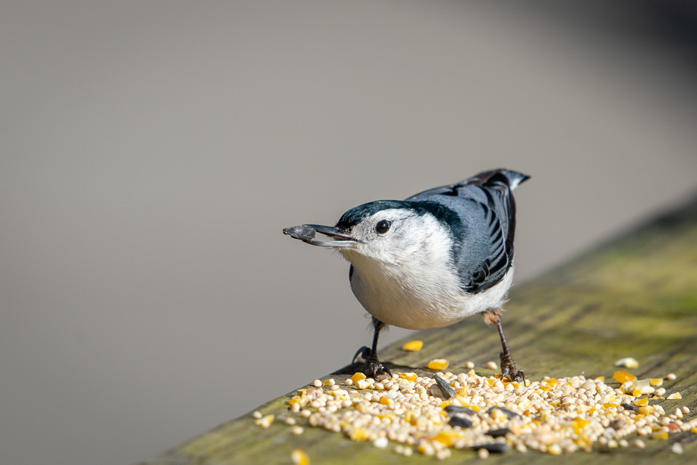 White Breasted Nuthatch