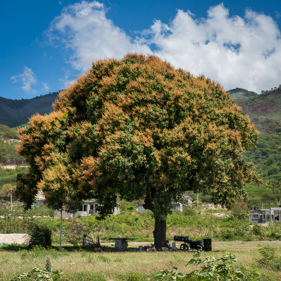 Mango Tree in Full Blossom
