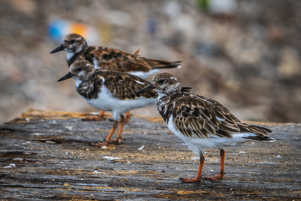 Ruddy Turnstones