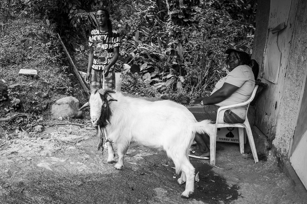 Ram Goat