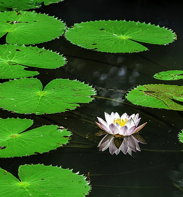 Lotus in a Pond