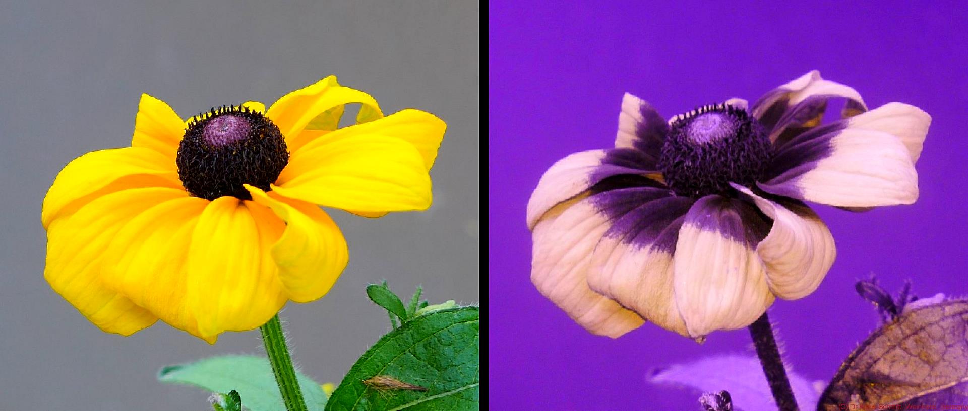 BS_Rudbeckia_hirta_VISUV_2_c.jpg
