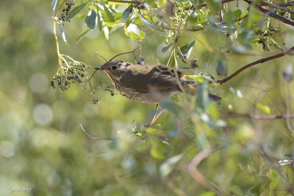 Grive solitaire (Hermit thrush) Catharus guttatus