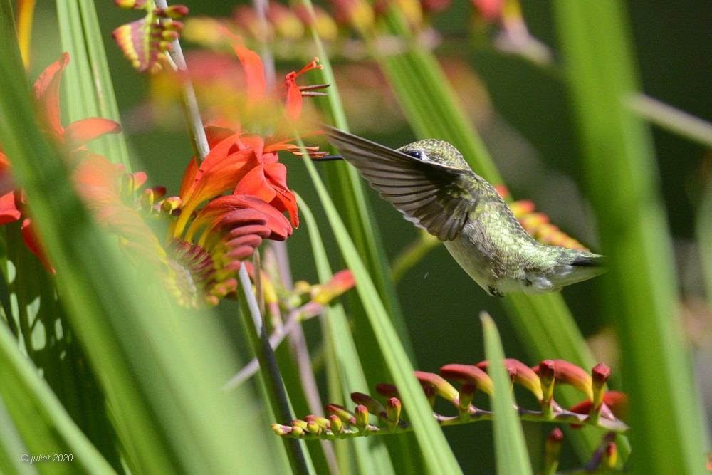 Colibri à gorge rubis (Ruby-throated hummingbird)