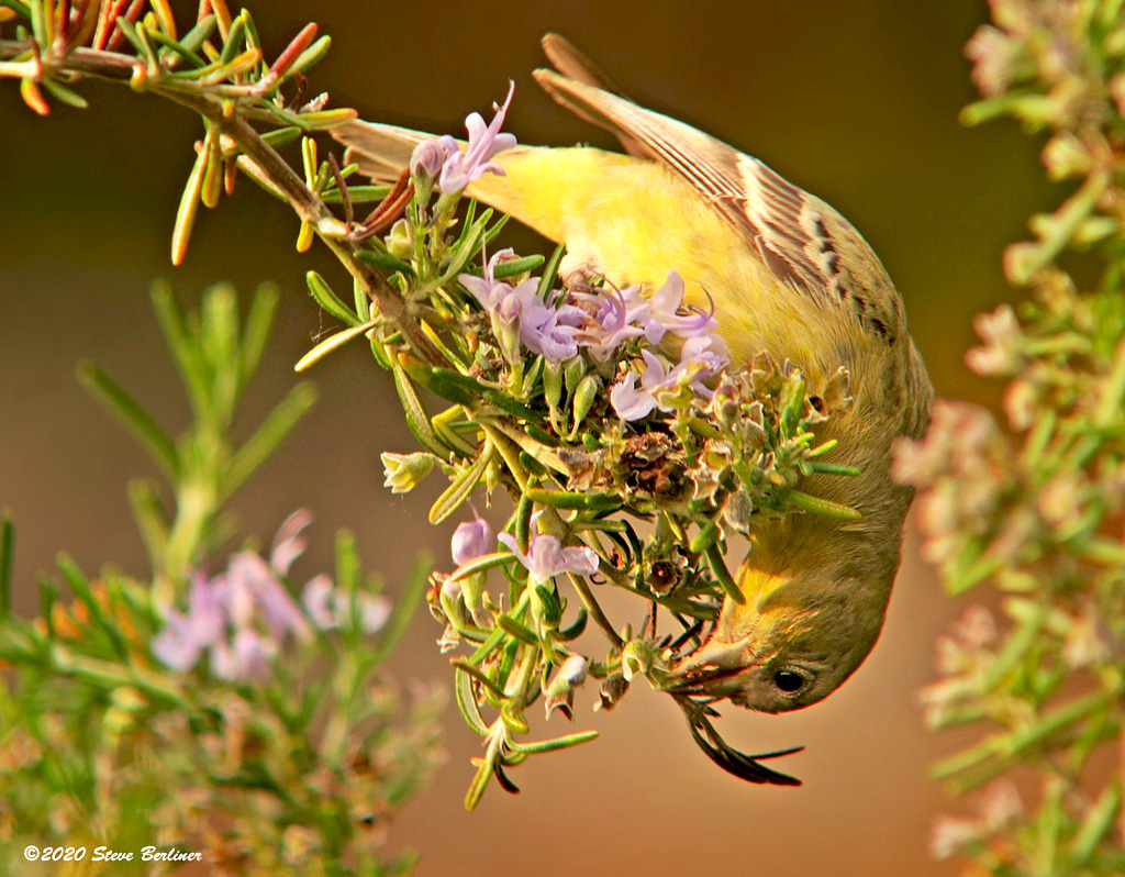 Lesser Goldfinch female