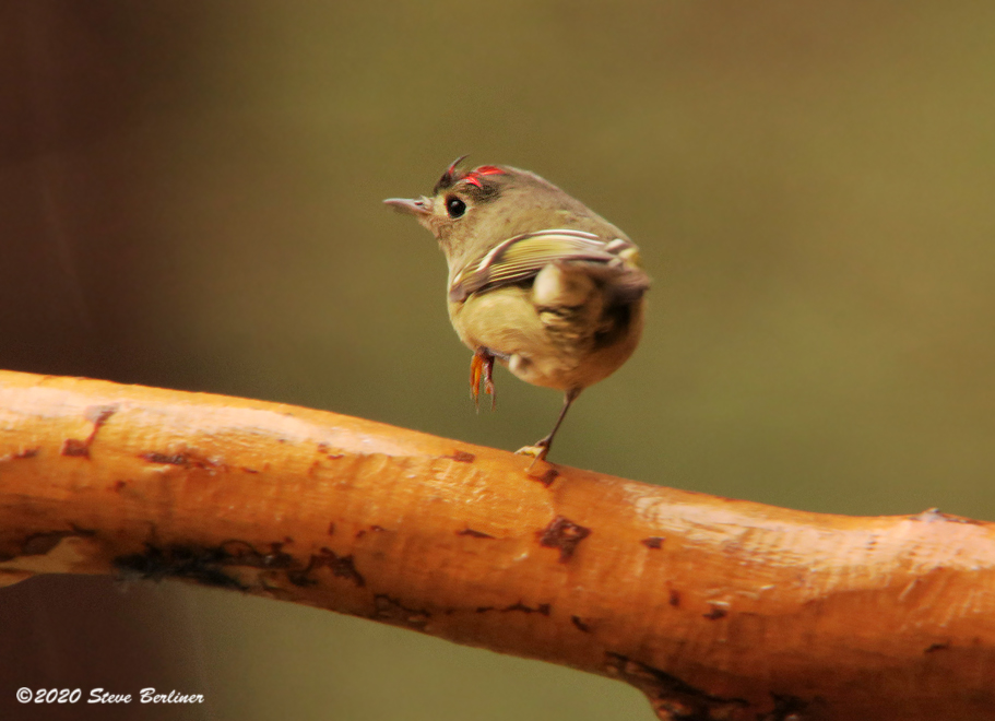 R-c Kinglet 1-2-21 IMG_0533web.jpg