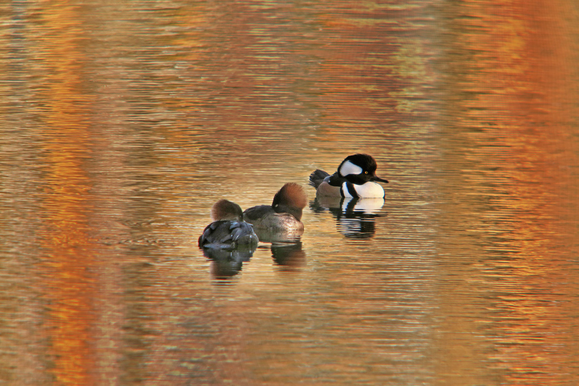 Hooded Mergansers