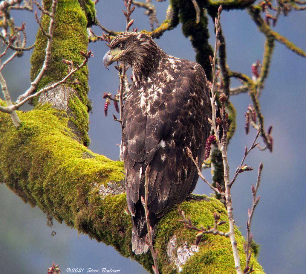 Bald Eagle juvenile