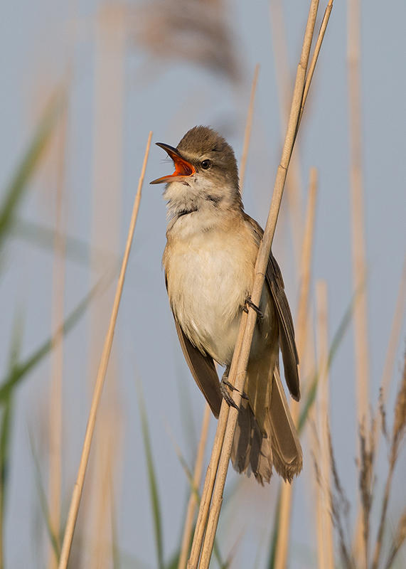 Warbler,Great Reed 