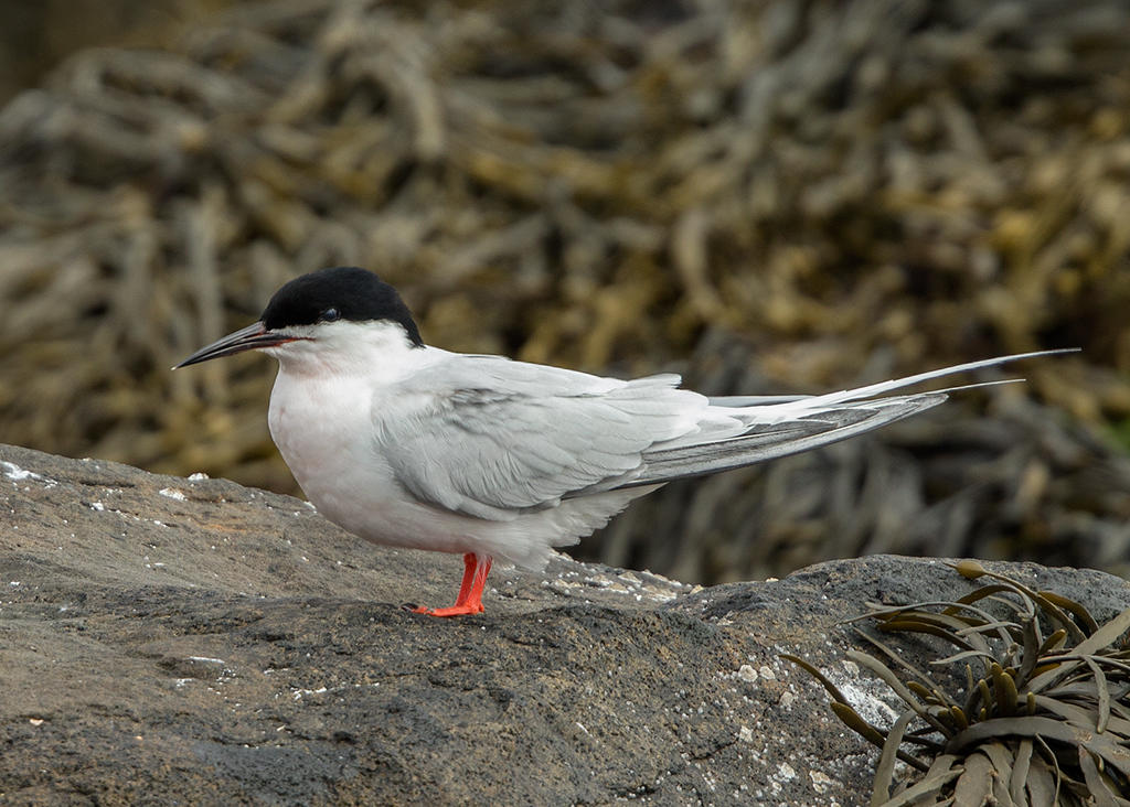 Roseate Tern   Isle of May,Scotland