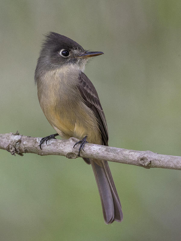 Cuban Pewee         Cuba