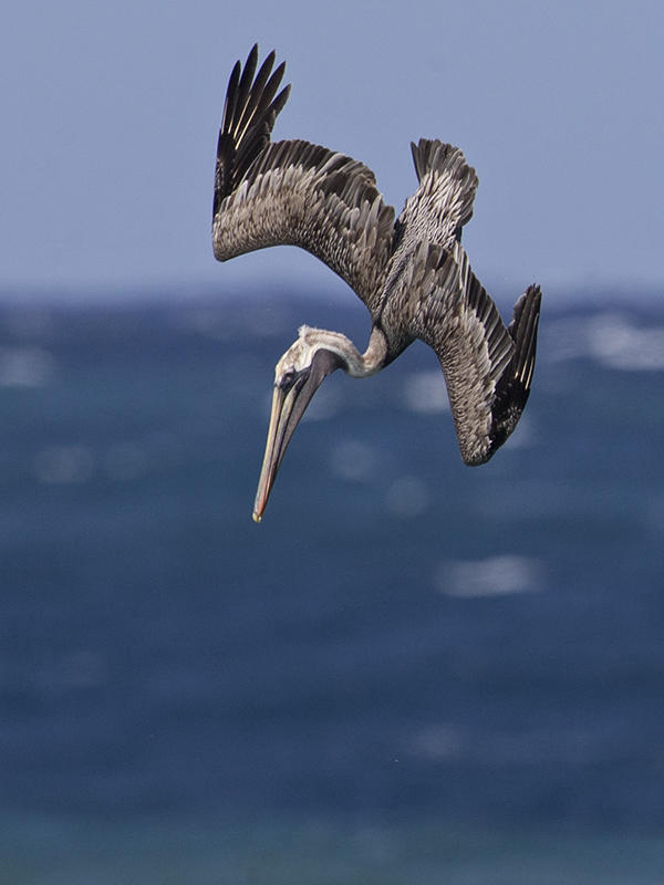 Brown Pelican.  Cuba