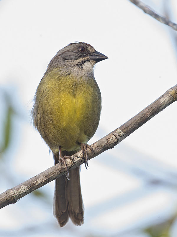 Zapata Sparrow    endemic to Cuba