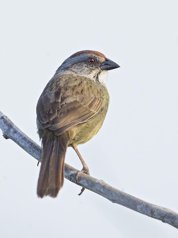 Zapata Sparrow    endemic to Cuba