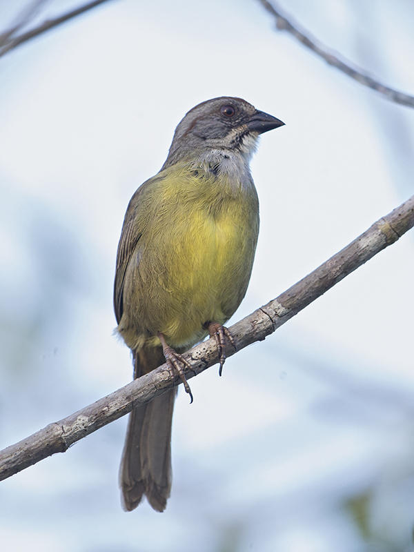 Zapata Sparrow    endemic to Cuba