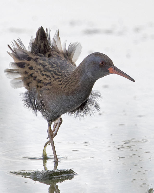 Water Rail