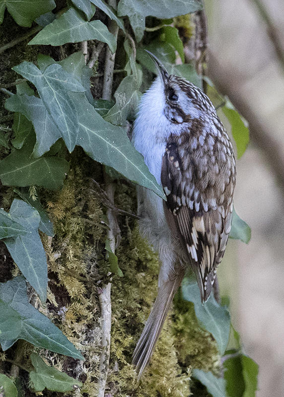 Treecreeper   Wales