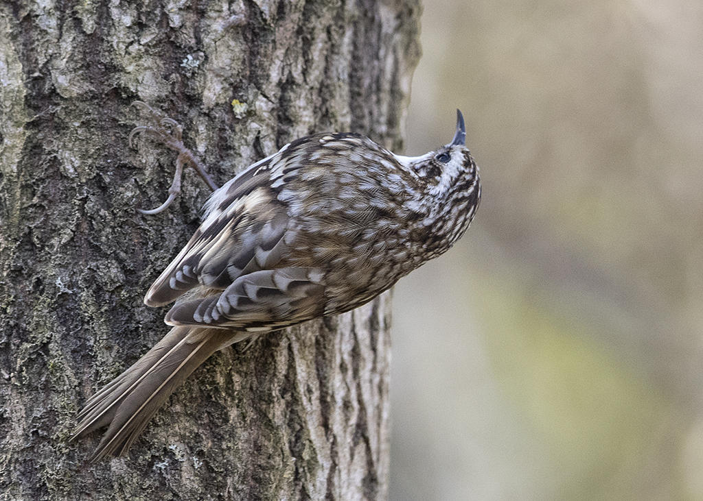 Treecreeper   Wales