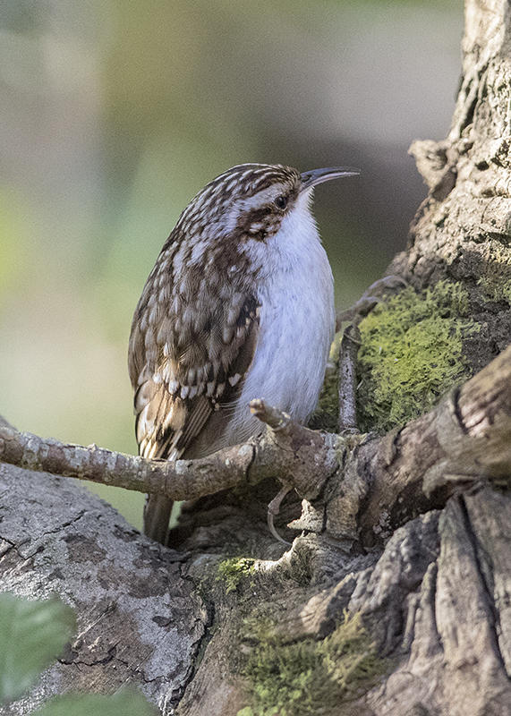 Treecreeper,Eurasian 