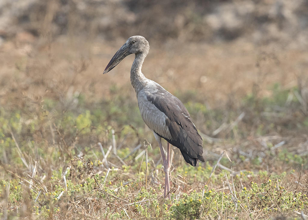 Asian Openbill Stork     India