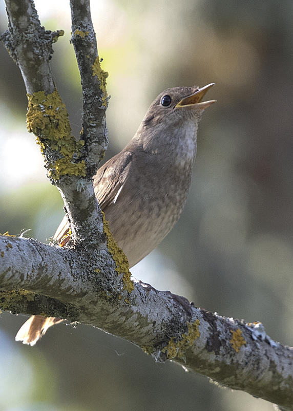 Thrush Nightingale    Estonia