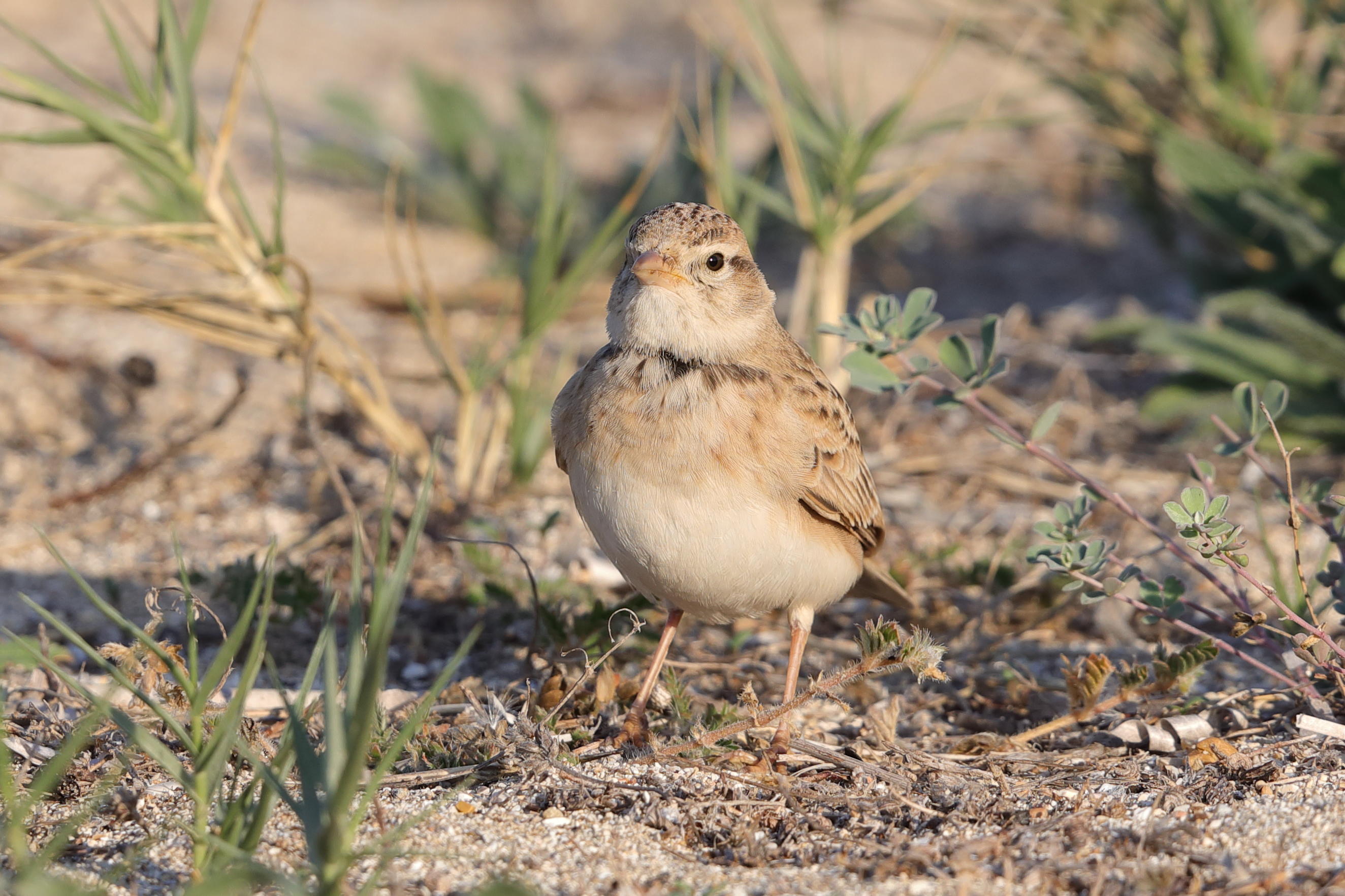 Greater Short-toed Lark.   Corfu,Greece