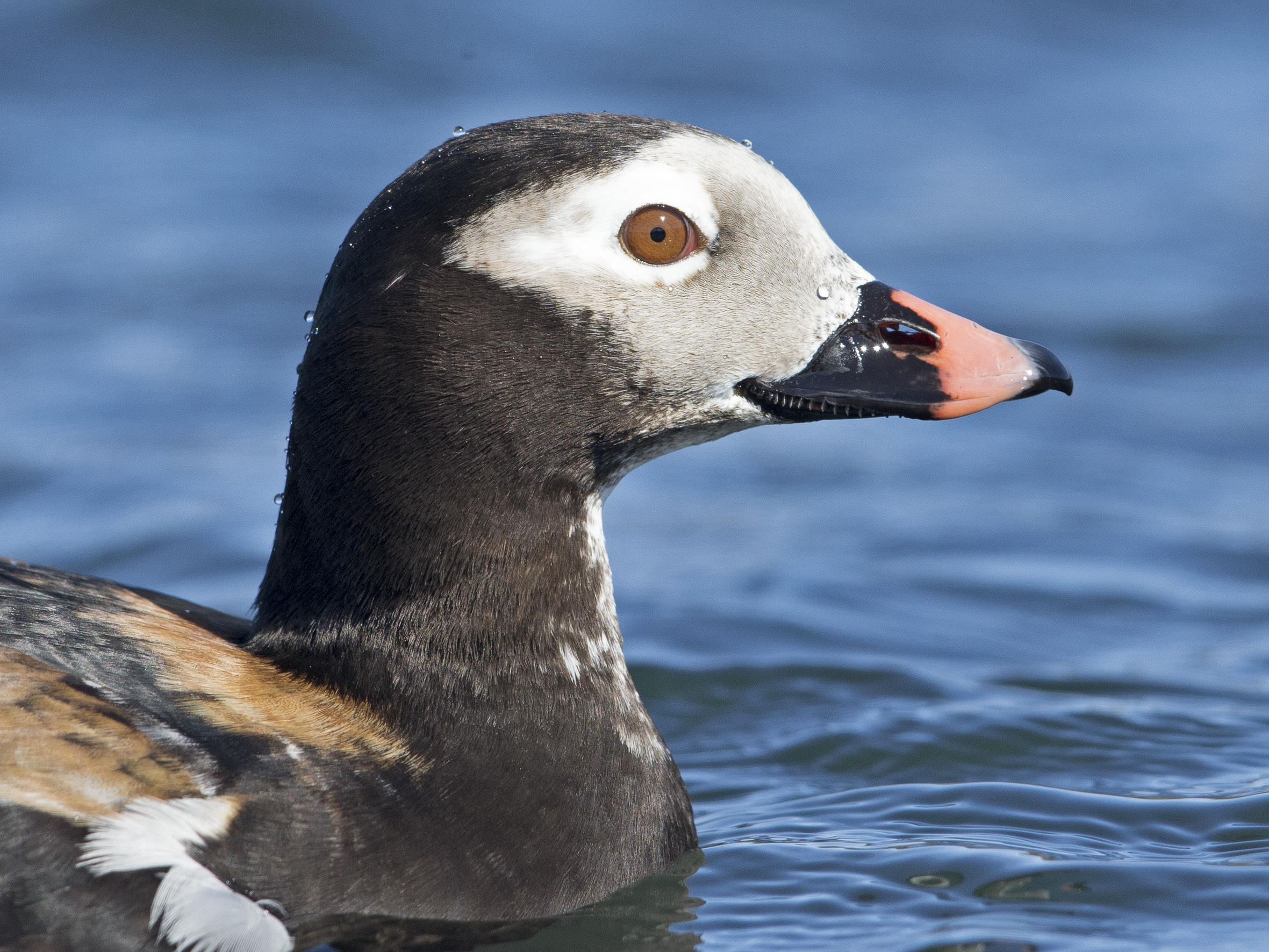 Long-tailed Duck     Iceland